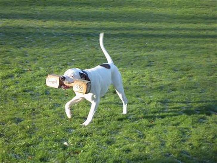 Amerikansk bulldog congo billede 7