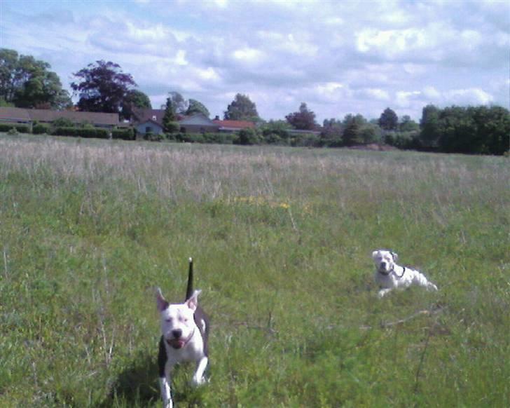 Amerikansk bulldog congo billede 8