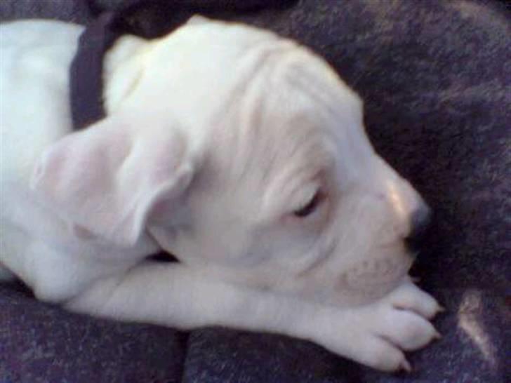 Amerikansk bulldog congo billede 9