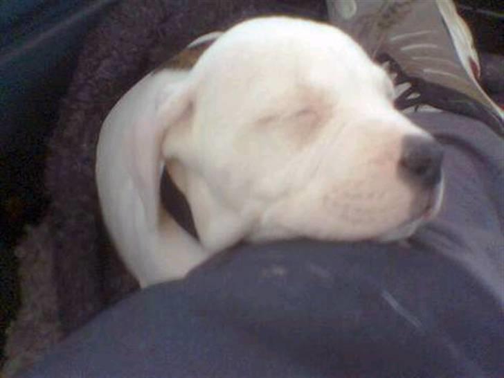 Amerikansk bulldog congo billede 10