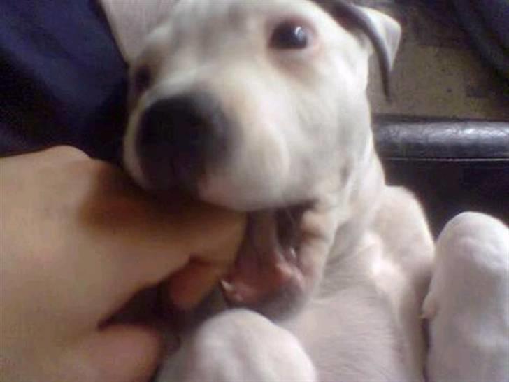 Amerikansk bulldog congo billede 11