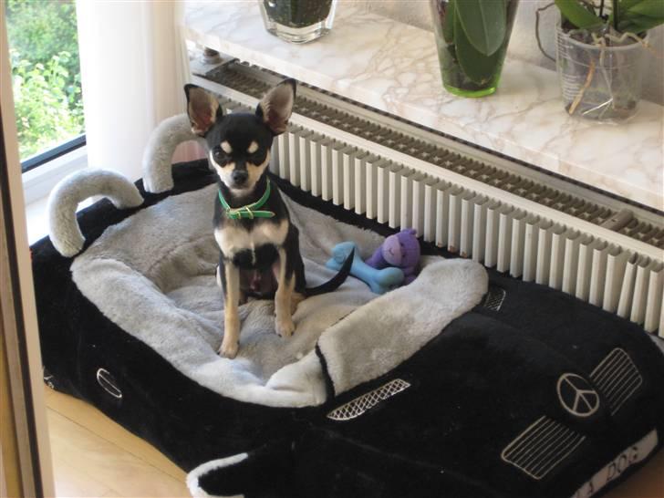 Chihuahua G-star billede 10