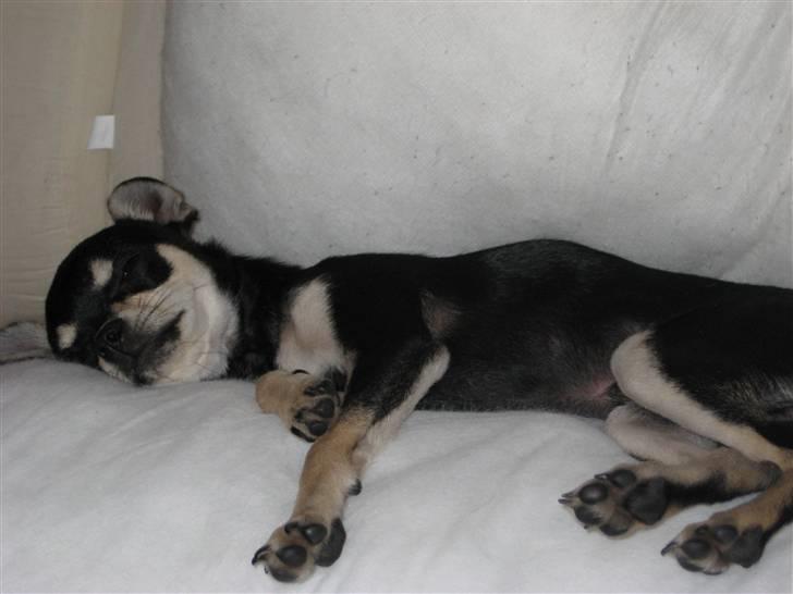 Chihuahua G-star billede 11