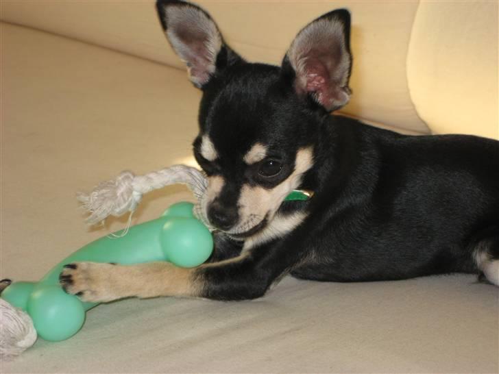 Chihuahua G-star billede 12