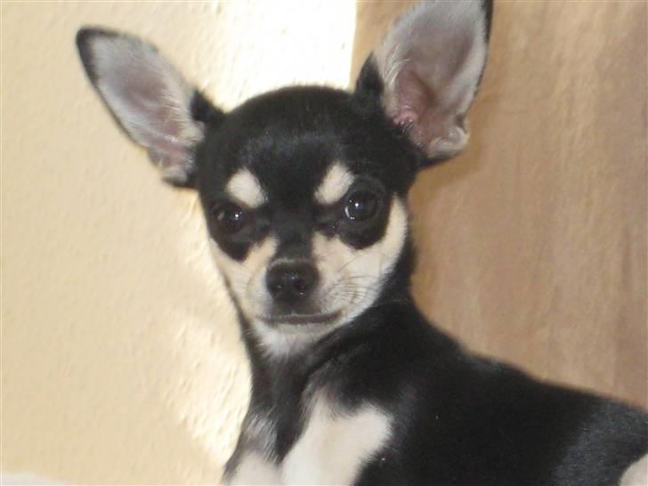 Chihuahua G-star billede 13