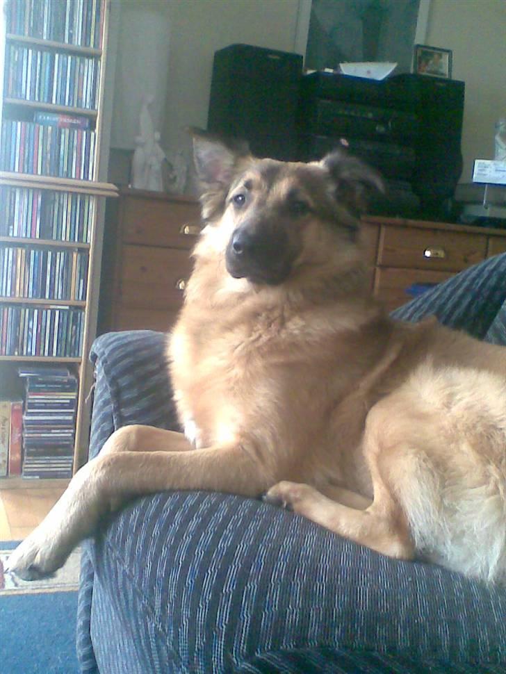 Blanding af racer Noah - Smukke Noah der ligger og troner den hjemme ved min mor :) billede 19