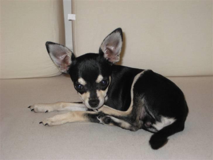 Chihuahua G-star billede 14