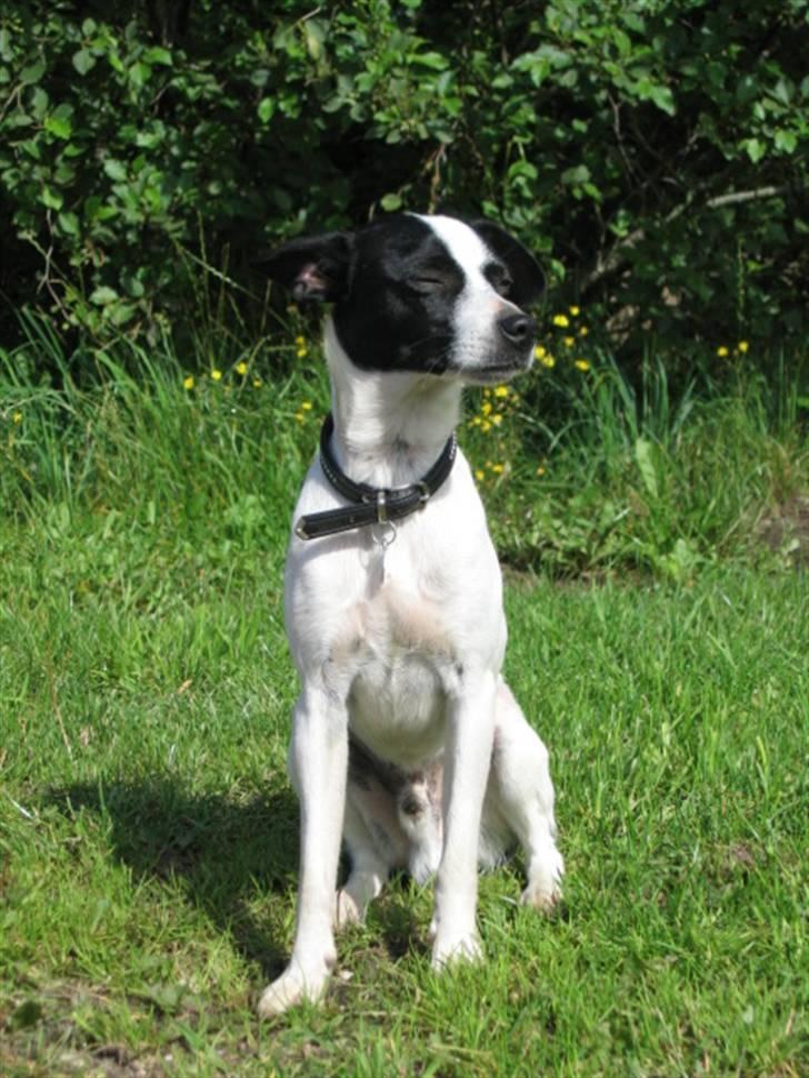 Dansk svensk gaardhund Pelle billede 14