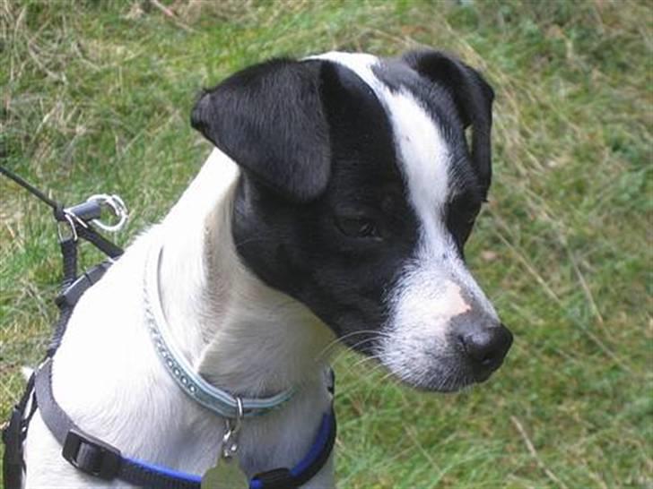 Dansk svensk gaardhund Pelle billede 15