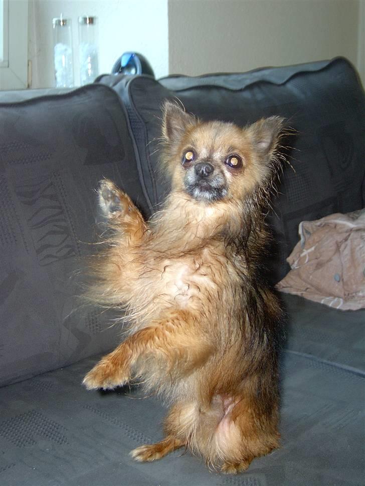 Chihuahua Nikki 1999-2007 - Se hva jeg kan ;o)  (har været i bad) billede 12