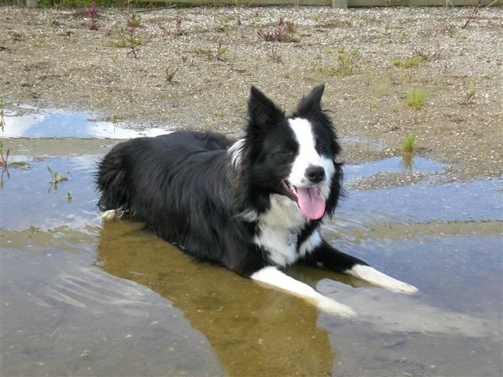Border collie Freja - 9/7 2007 - Det er altså meget varmt!! billede 13