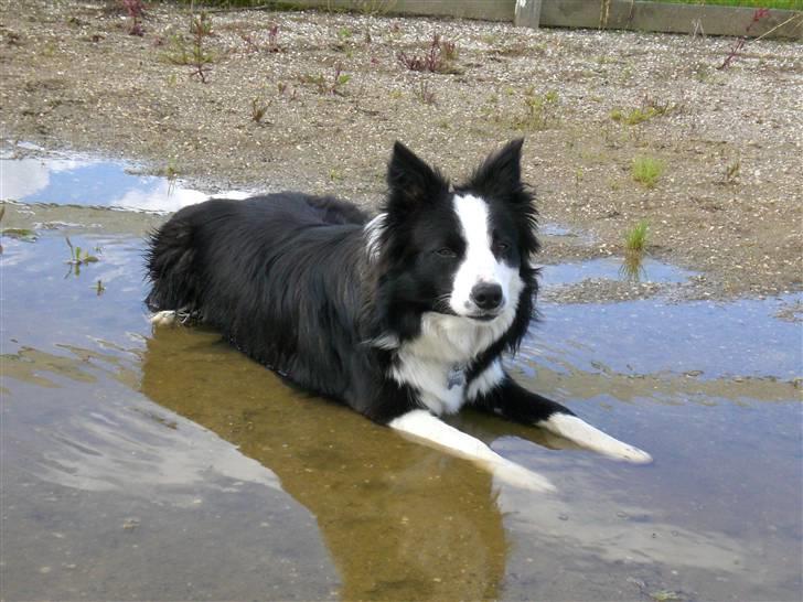 Border collie Freja - 9/7 2007 billede 14
