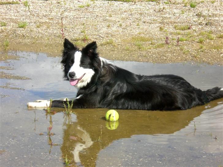 Border collie Freja - 9/7 2007 -  Det er lige efter vi har leget med en tenisbold så hun var lidt flad ;D billede 15