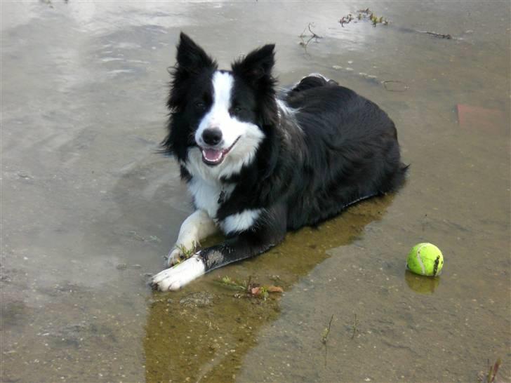 Border collie Freja - 9/7 2007 billede 16