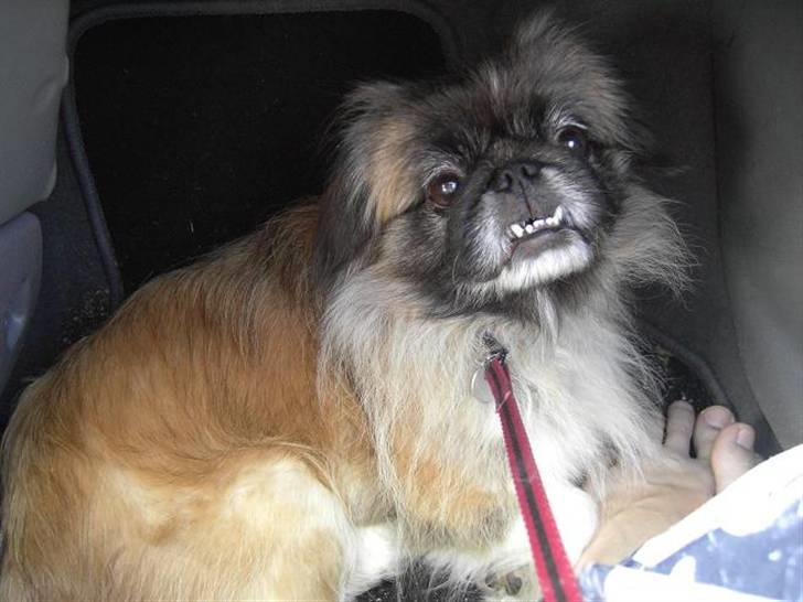 Pekingeser Sille billede 12