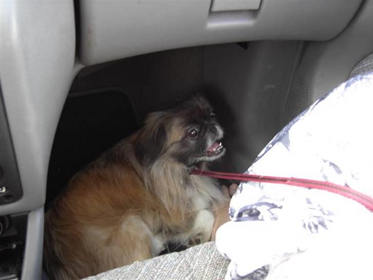 Pekingeser Sille billede 13