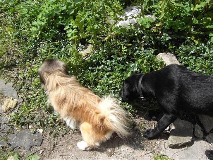 Pekingeser Sille billede 14