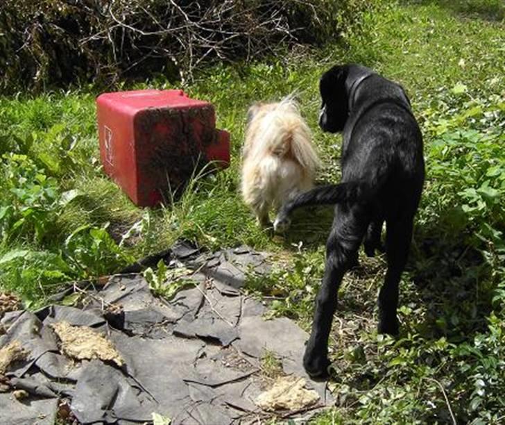 Pekingeser Sille billede 15