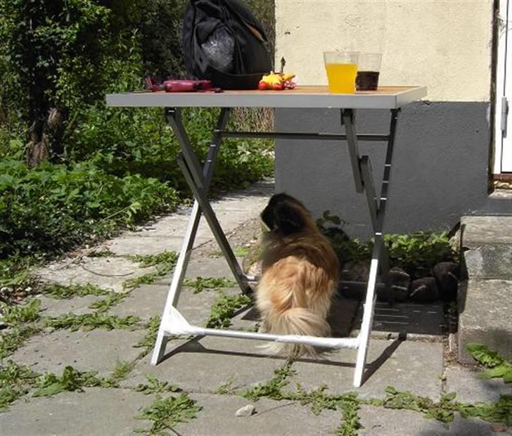 Pekingeser Sille billede 16