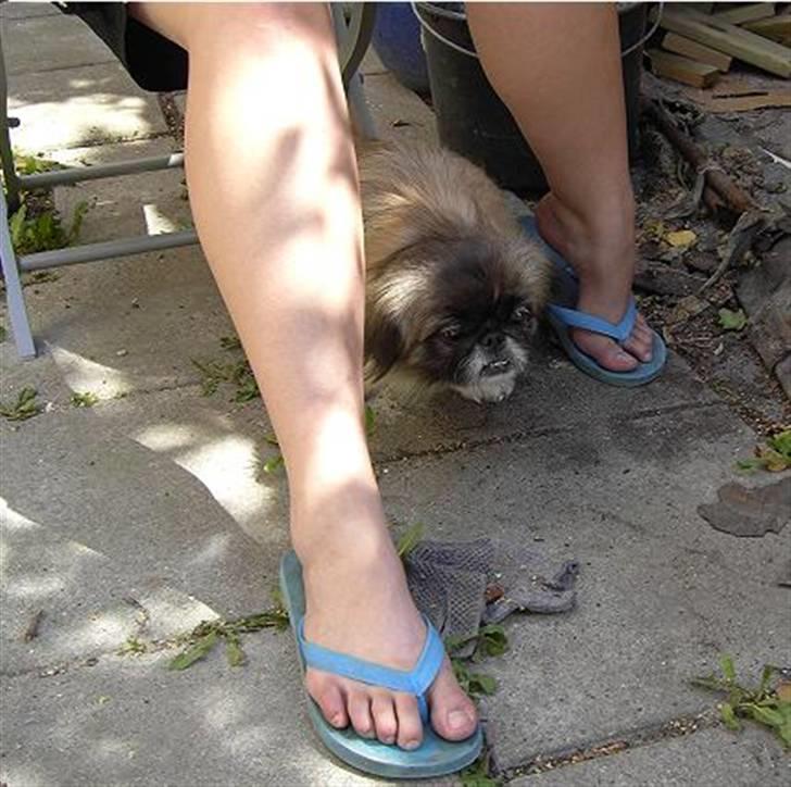 Pekingeser Sille billede 17