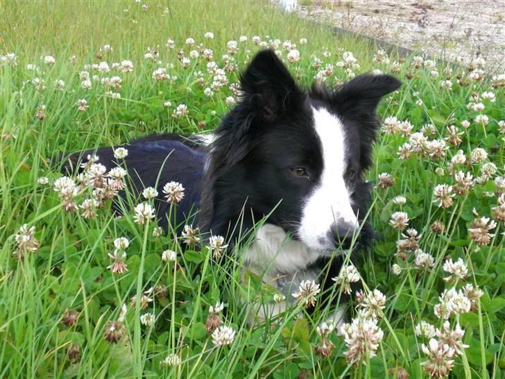 Border collie Freja - 9/7 2007 billede 17