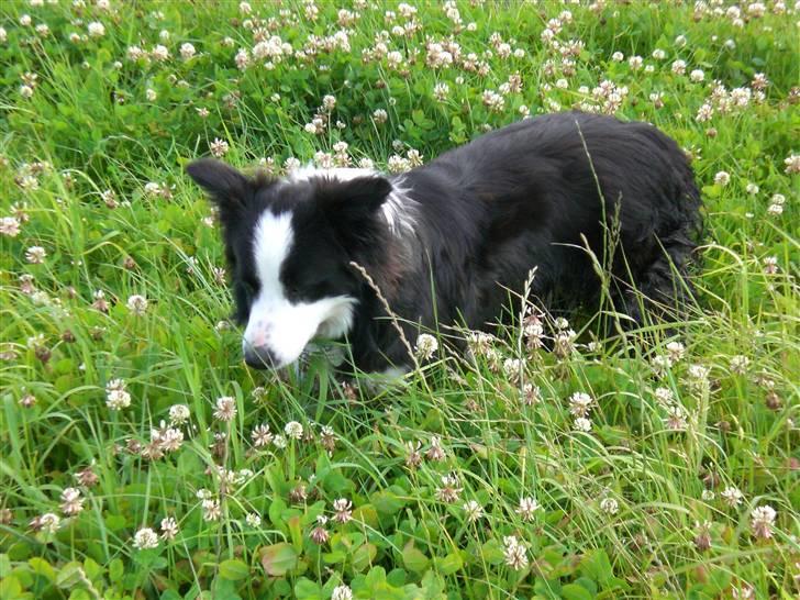 Border collie Freja - 9/7 2007 billede 18