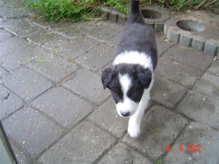 Border collie Champ - Før jeg flyttede hjemmefra.5 uger gammel billede 1