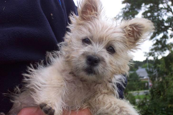 Cairn terrier molly billede 1