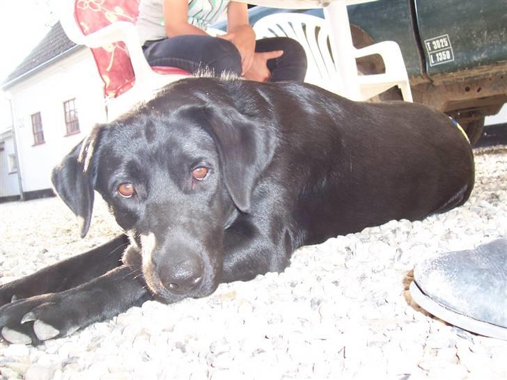 Labrador retriever Nykilde Ashja billede 5