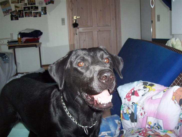 Labrador retriever Nykilde Ashja billede 6