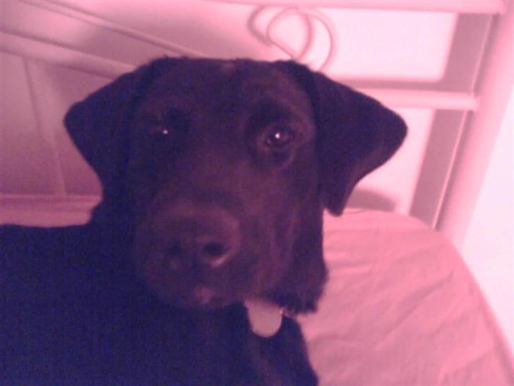 Labrador retriever Nykilde Ashja billede 7