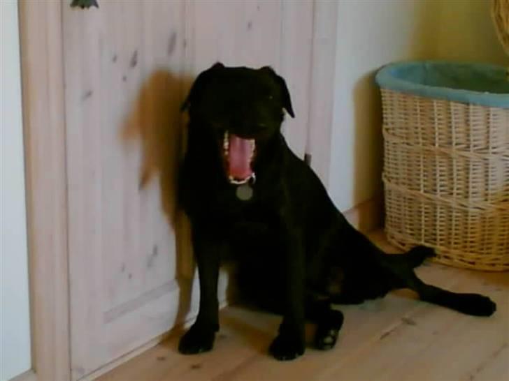 Labrador retriever Nykilde Ashja - Den lille hund er blevet træt ? billede 8