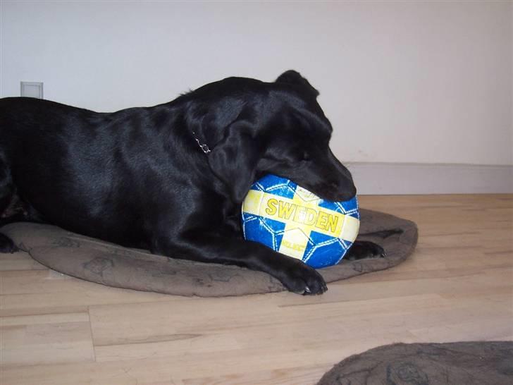 Labrador retriever Nykilde Ashja billede 9