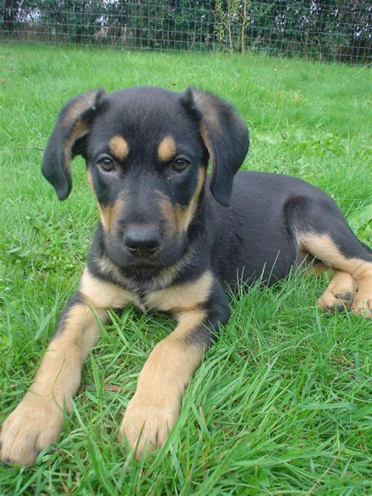 Blanding af racer Dali - Dali 9 uger gammel billede 1