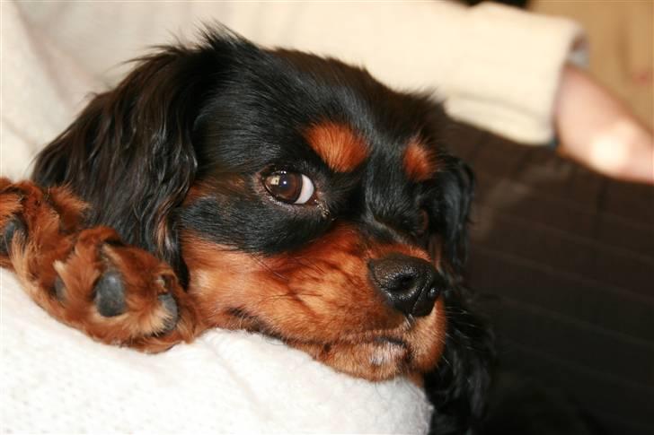 Cavalier king charles spaniel Freddie - 19-10-2007 billede 1