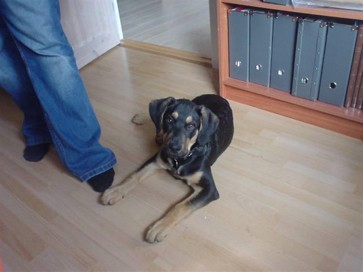 Blanding af racer Dali billede 2