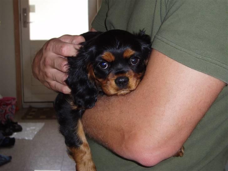 Cavalier king charles spaniel Freddie - Nu er jeg lige kommet hjem :) 11-07-2007 billede 2