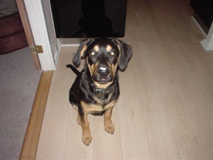 Blanding af racer Dali - Hej er der mere ris tilbage??  billede 3