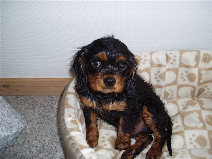 Cavalier king charles spaniel Freddie - Måske jeg ikke skal gå ind til nogen der er i bad, hvis jeg ikke vil være våd... 12-07-2007 billede 3