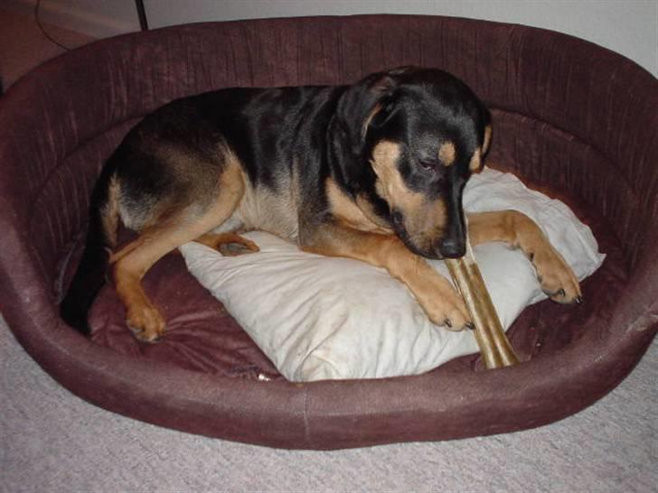 Blanding af racer Dali billede 4