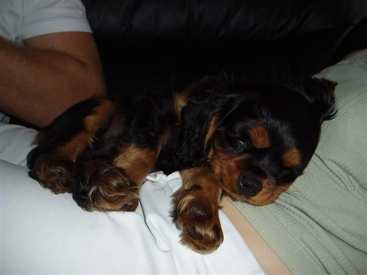 Cavalier king charles spaniel Freddie - Nååå så sød. 12-07-2007 billede 4