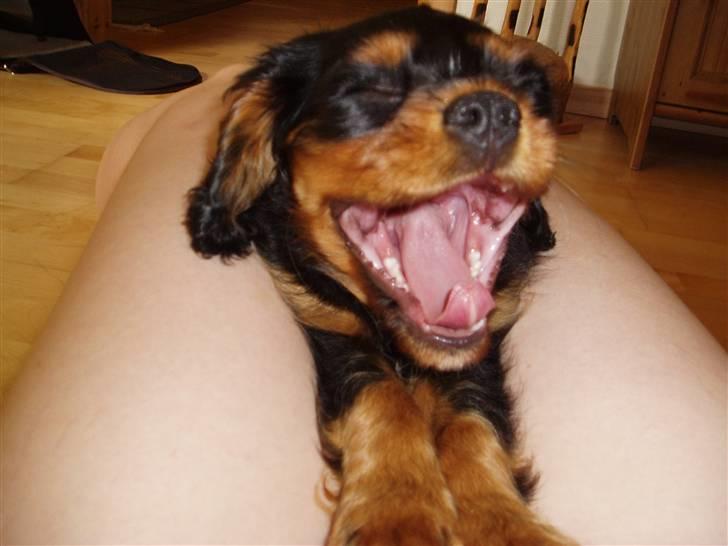 Cavalier king charles spaniel Freddie - WRAAAU 15-07-2007 billede 5