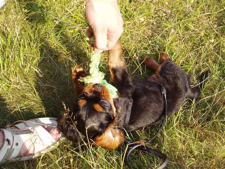 Cavalier king charles spaniel Freddie - Giv mig den!!!! 15-07-2007 billede 6