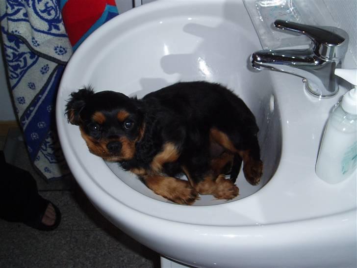 Cavalier king charles spaniel Freddie - 18-07-2007 billede 7