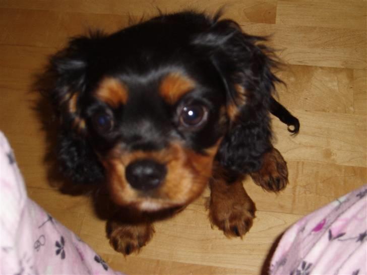 Cavalier king charles spaniel Freddie - Hvis jeg nu spørger pænt???  21-07-2007 billede 8
