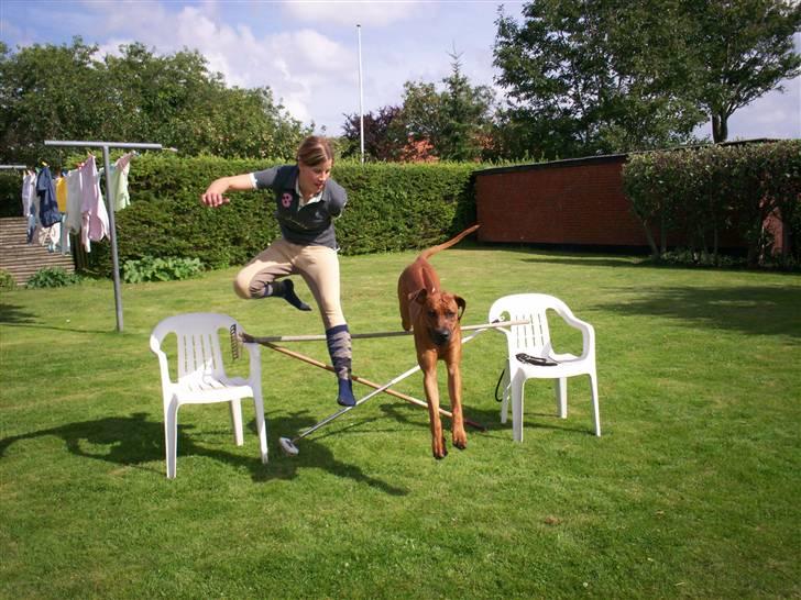 Rhodesian ridgeback Qenzo *Død*  - springer lige det er bare så sjovt *nyt*     85 cm billede 13