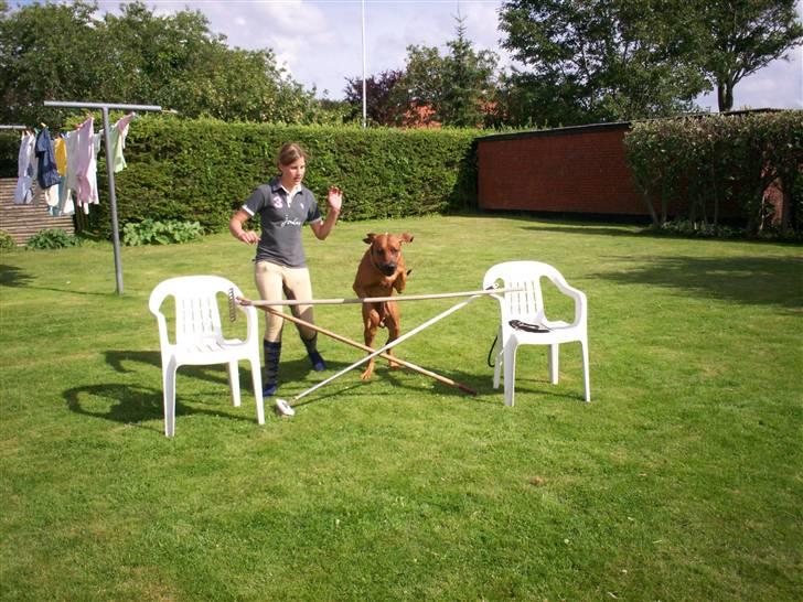 Rhodesian ridgeback Qenzo *Død*  - og jeg letter lige  *nyt*    85 cm billede 14