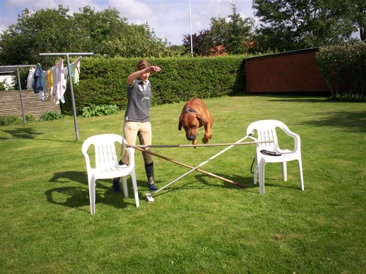 Rhodesian ridgeback Qenzo *Død*  - nu flyver jeg over så smukt  *nyt*     85 cm billede 15