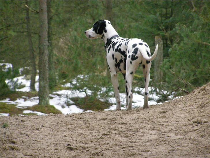 Dalmatiner Spotty Buddy V. Jasper  billede 20