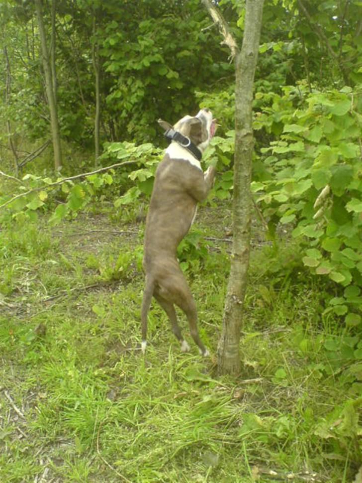 Amerikansk staffordshire terrier Hector - hopper  billede 11